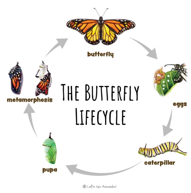 The Lifecycle Of Monarch Butterflies Let 39 s Go Avocado The Lifecycle Of Monarch Butterflies Let 39 s Go Avocado