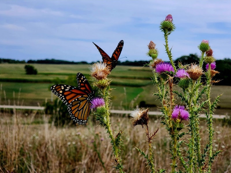 Butterflies LifeCycle Butterflies LifeCycle
