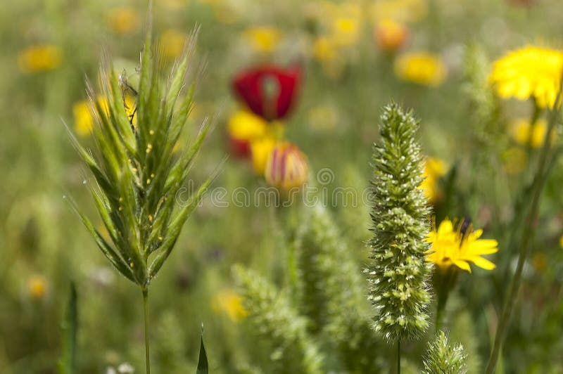 The Meadow Of Yellow Flowers Of Common Fireweed Senecio Vulgaris Anad
