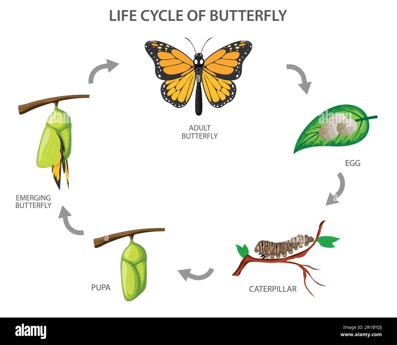Egg Butterfly Life Cycle Egg Butterfly Life Cycle