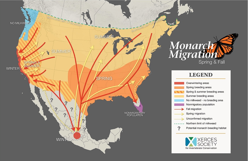 The Monarch Butterfly Part 1 Migration And Life Cycle NDSU Agriculture The Monarch Butterfly Part 1 Migration And Life Cycle NDSU Agriculture