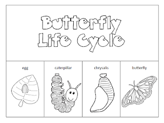 The Paper Maid Butterfly Life Cycle The Paper Maid Butterfly Life Cycle