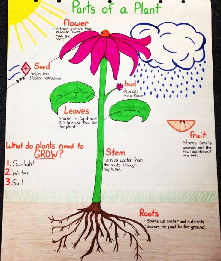 The Plant Life Cycle Anchor Chart Anchor Chart Cycle Arab Tourism Guide The Plant Life Cycle Anchor Chart Anchor Chart Cycle Arab Tourism Guide