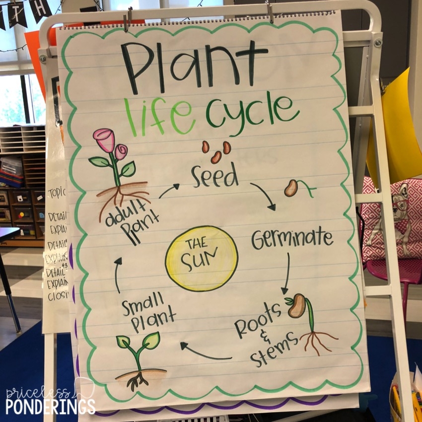 The Plant Life Cycle Anchor Chart Anchor Chart Cycle Arab Tourism Guide The Plant Life Cycle Anchor Chart Anchor Chart Cycle Arab Tourism Guide