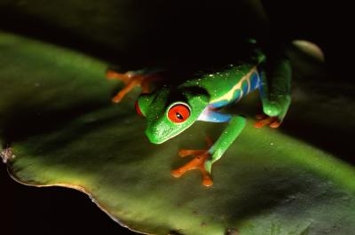 The Rainforest Animals That Go Through Metamorphosis Sciencing