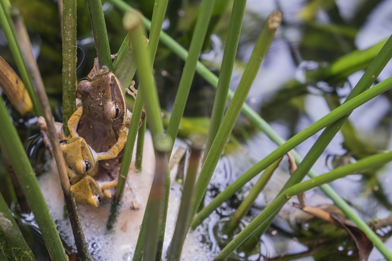 The Rainforest Animals That Go Through Metamorphosis