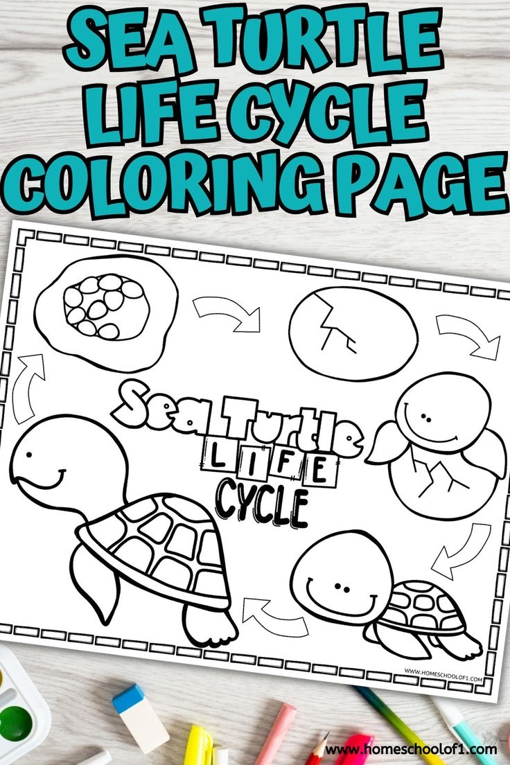 The Sea Turtle Life Cycle Coloring Page With Markers And Crayons On Top The Sea Turtle Life Cycle Coloring Page With Markers And Crayons On Top