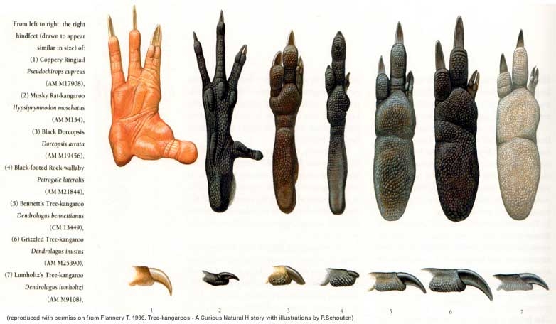 Tree Kangaroo Life Cycle Diagram Tree Kangaroo Life Cycle Diagram