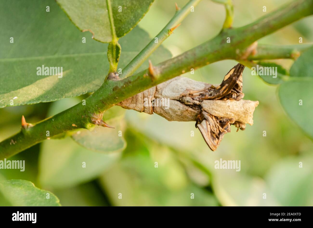 The Underside Of A Butterfly 39 s Pupal Stage Stock Photo Alamy The Underside Of A Butterfly 39 s Pupal Stage Stock Photo Alamy