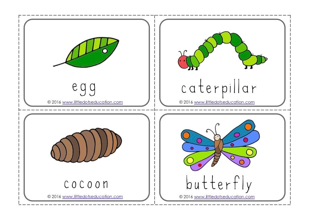 The Very Hungry Caterpillar Theme Free Life Cycle Of A Butterfly Prin The Very Hungry Caterpillar Theme Free Life Cycle Of A Butterfly Prin