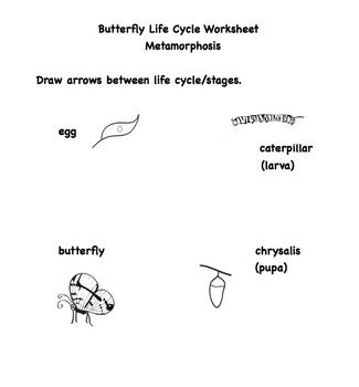 This Is A Lesson Plan For Butterfly Life Cycle Grade 2 Science This This Is A Lesson Plan For Butterfly Life Cycle Grade 2 Science This