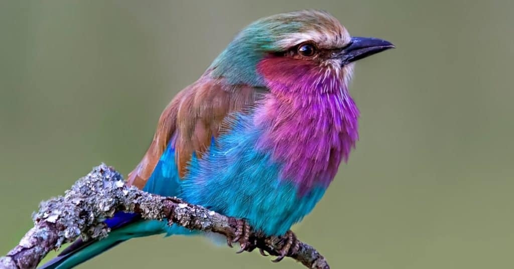 Top 10 Most Colorful Animals In The World IMP WORLD Top 10 Most Colorful Animals In The World IMP WORLD