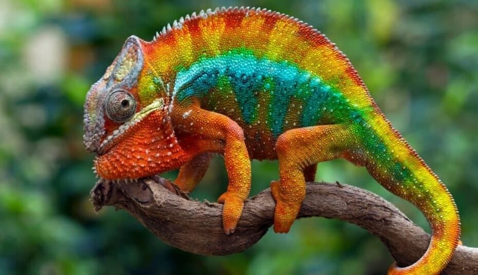Top 10 Most Colorful Animals In The World IMP WORLD