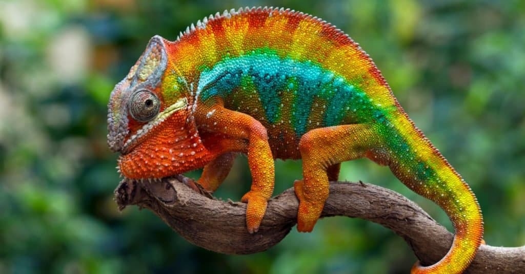 Top 10 Most Colorful Animals In The World IMP WORLD Top 10 Most Colorful Animals In The World IMP WORLD
