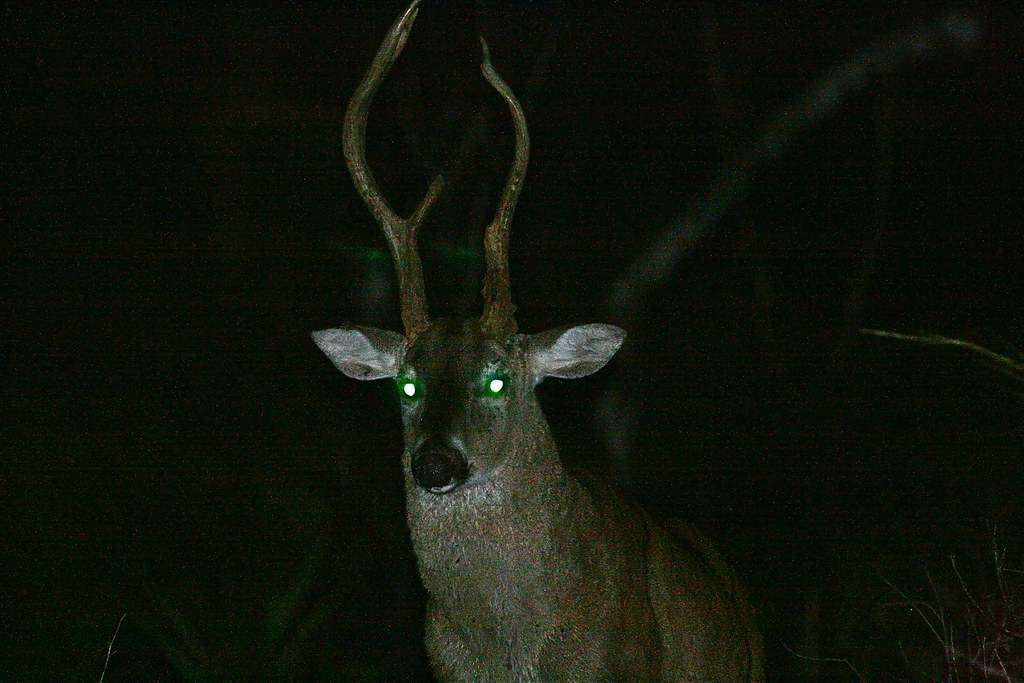 Top 30 Animals With Glowing Eyes At Night Red Yellow Green And More Top 30 Animals With Glowing Eyes At Night Red Yellow Green And More