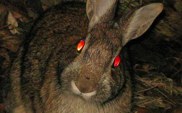 Top 30 Animals With Glowing Eyes At Night Red Yellow Green And More Top 30 Animals With Glowing Eyes At Night Red Yellow Green And More