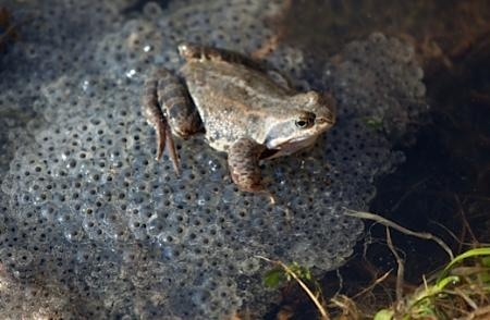 Top Facts About Frog Spawn Frog Facts Frog Frog And Toad Top Facts About Frog Spawn Frog Facts Frog Frog And Toad