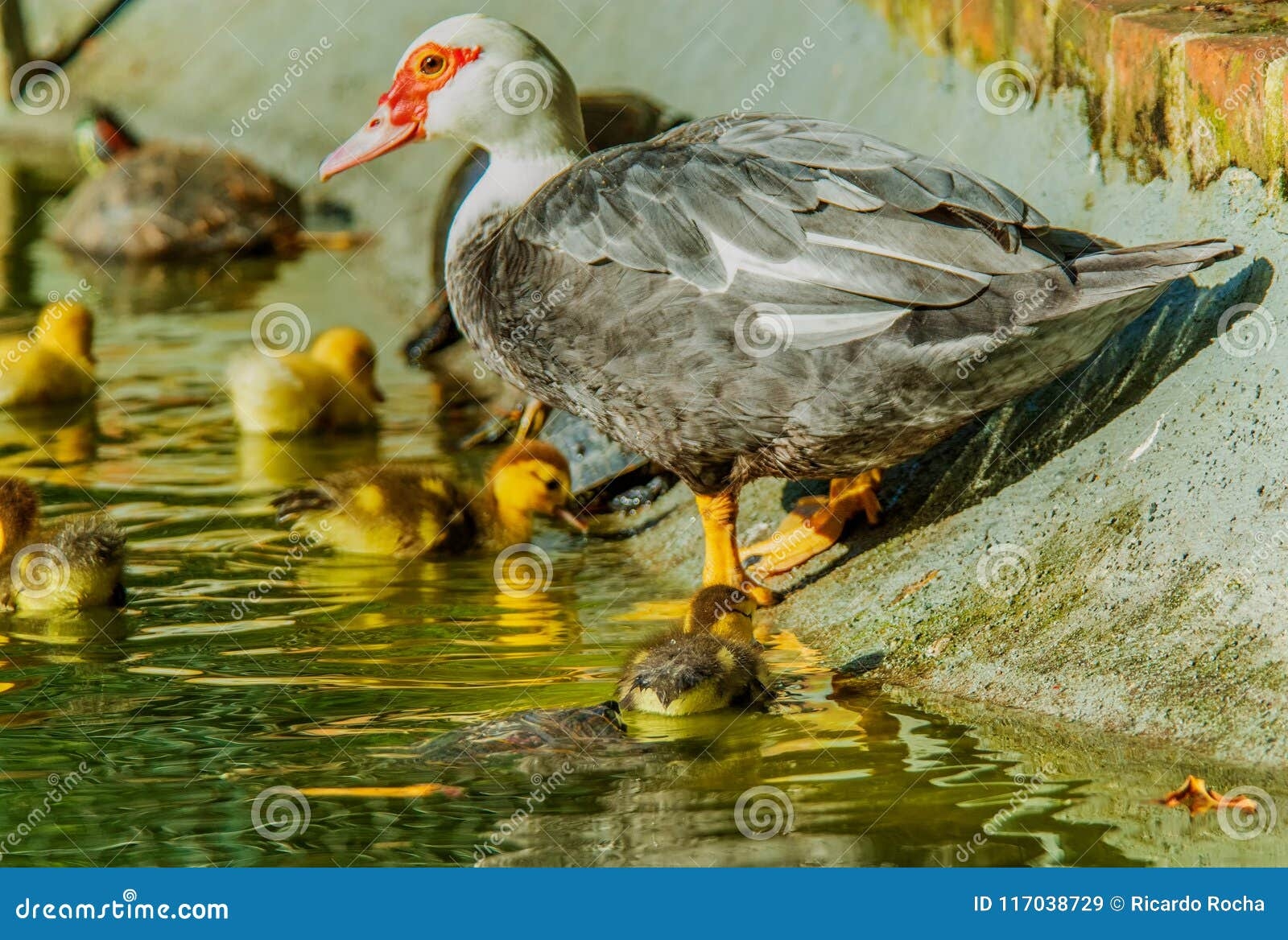 turtle attacking black shoe turtle attacking black shoe