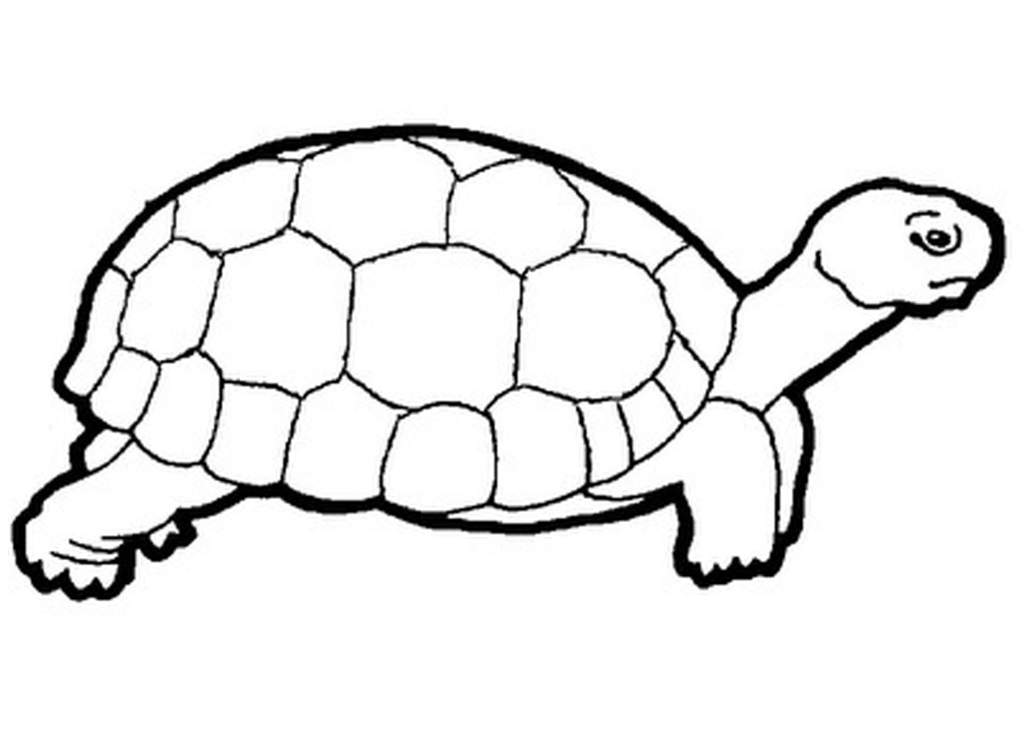 what colour is a turtle what colour is a turtle