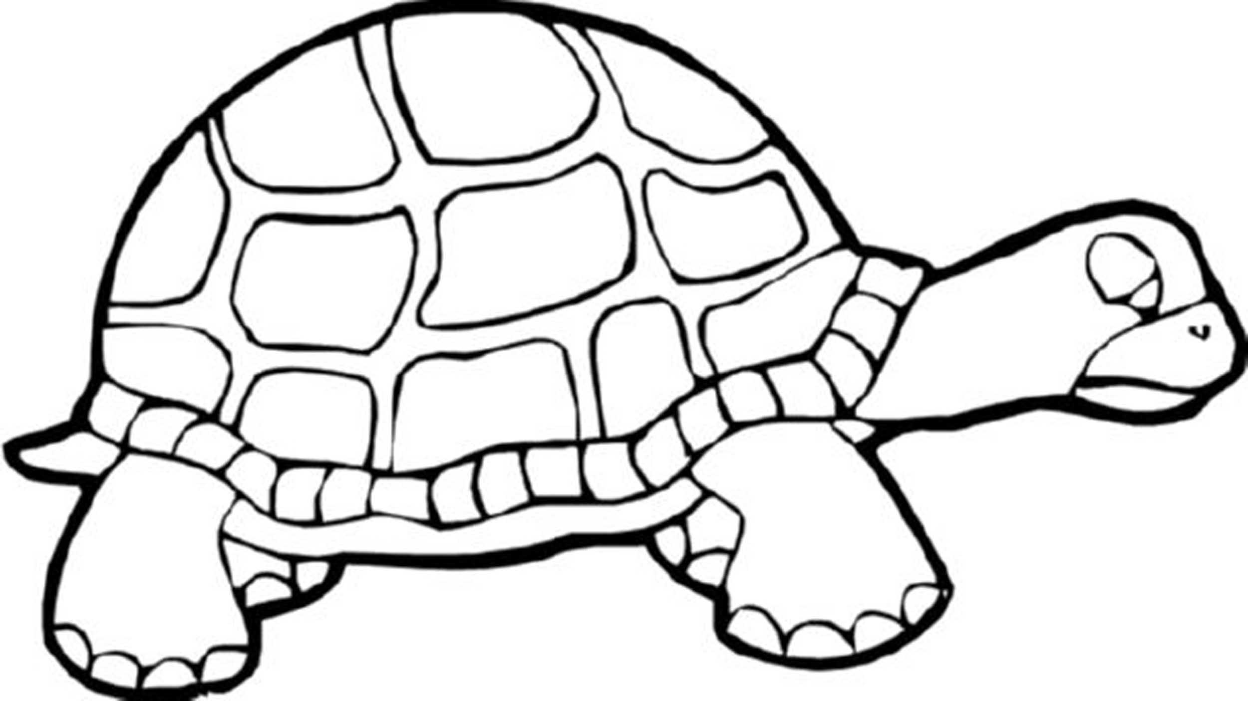 free turtle pictures to print free turtle pictures to print