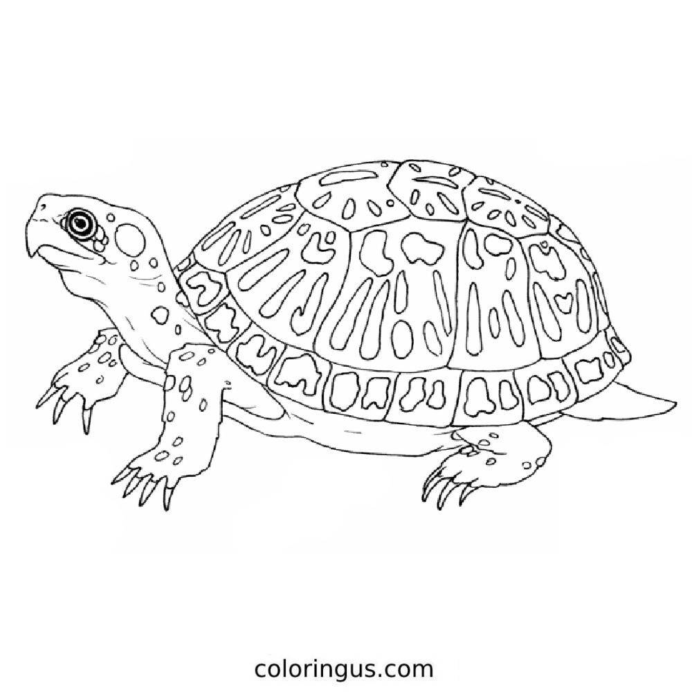 coloring pages free pdf turtle coloring pages free pdf turtle