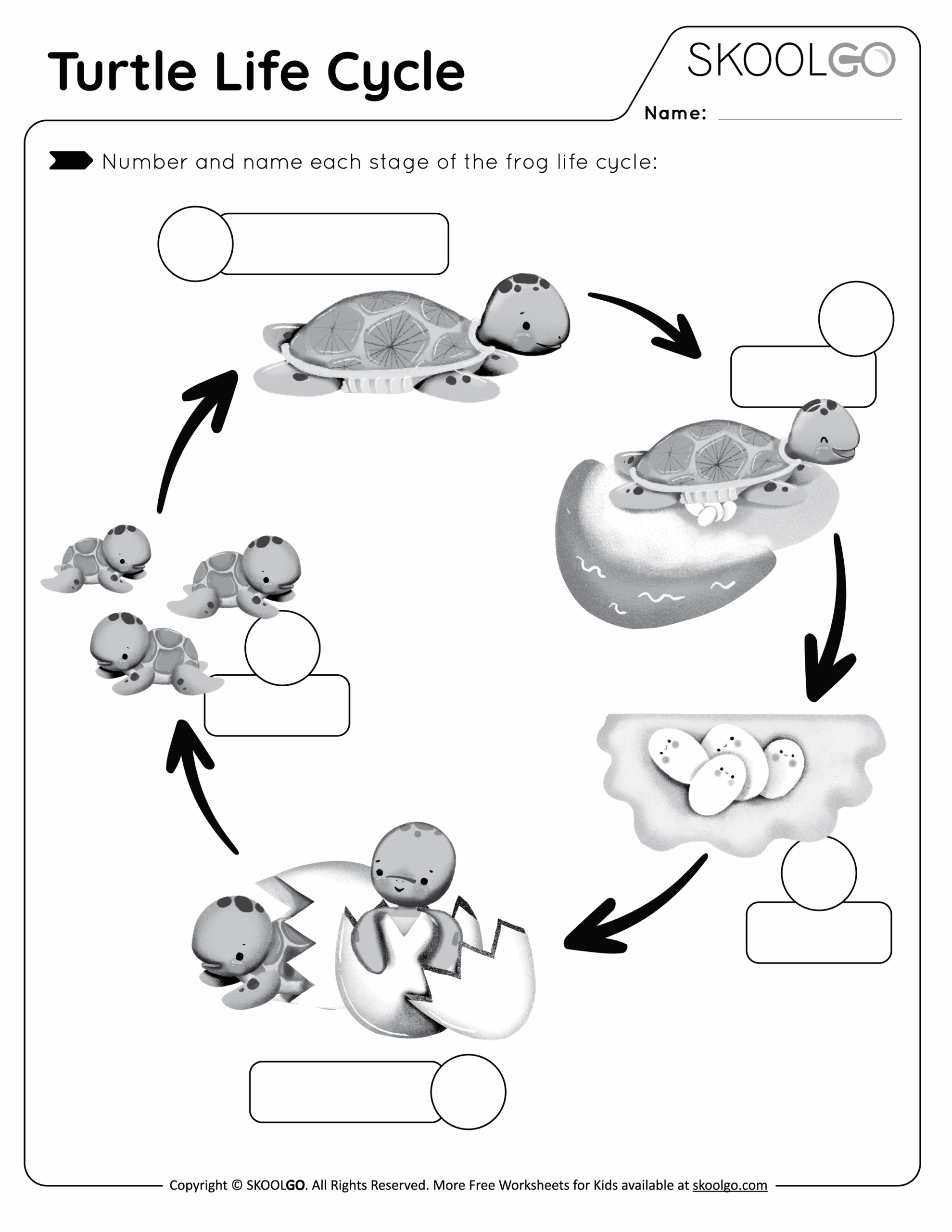 Turtle Life Cycle Free Worksheet SKOOLGO Turtle Life Cycle Free Worksheet SKOOLGO