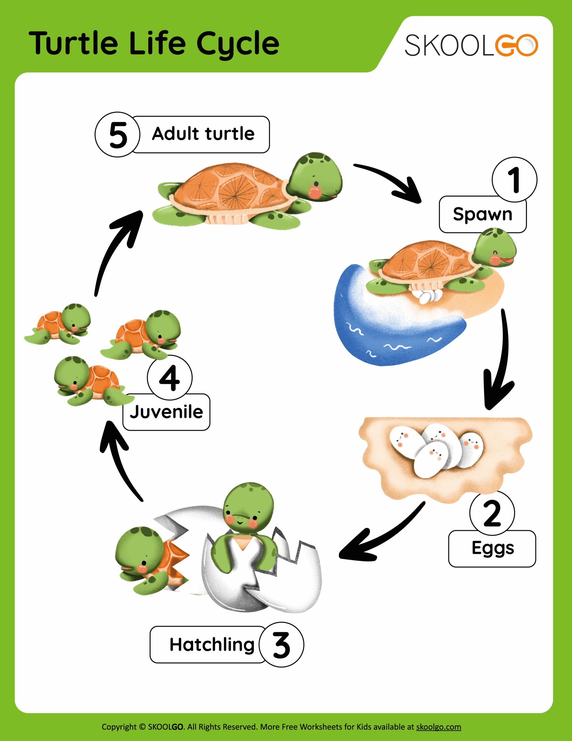 Turtle Life Cycle Free Worksheet SKOOLGO Turtle Life Cycle Free Worksheet SKOOLGO