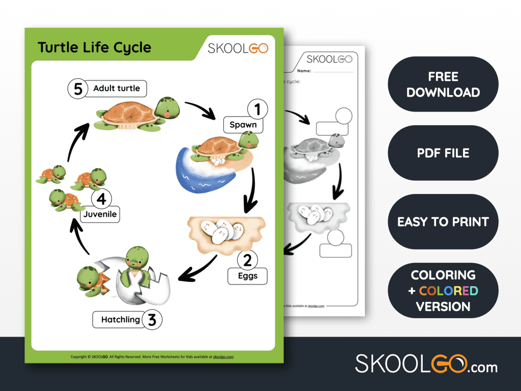 Turtle Life Cycle Free Worksheet SKOOLGO Turtle Life Cycle Free Worksheet SKOOLGO