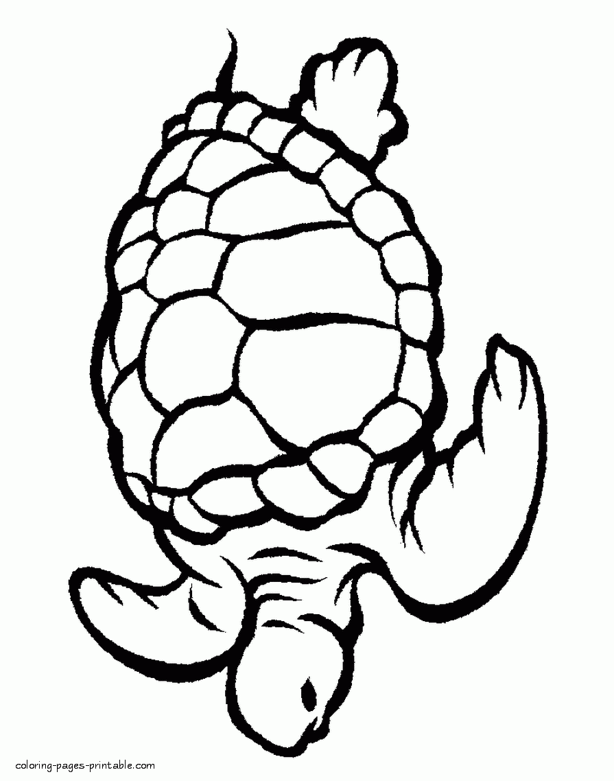 Turtle Sea Animals Colouring Pages COLORING PAGES PRINTABLE COM Turtle Sea Animals Colouring Pages COLORING PAGES PRINTABLE COM