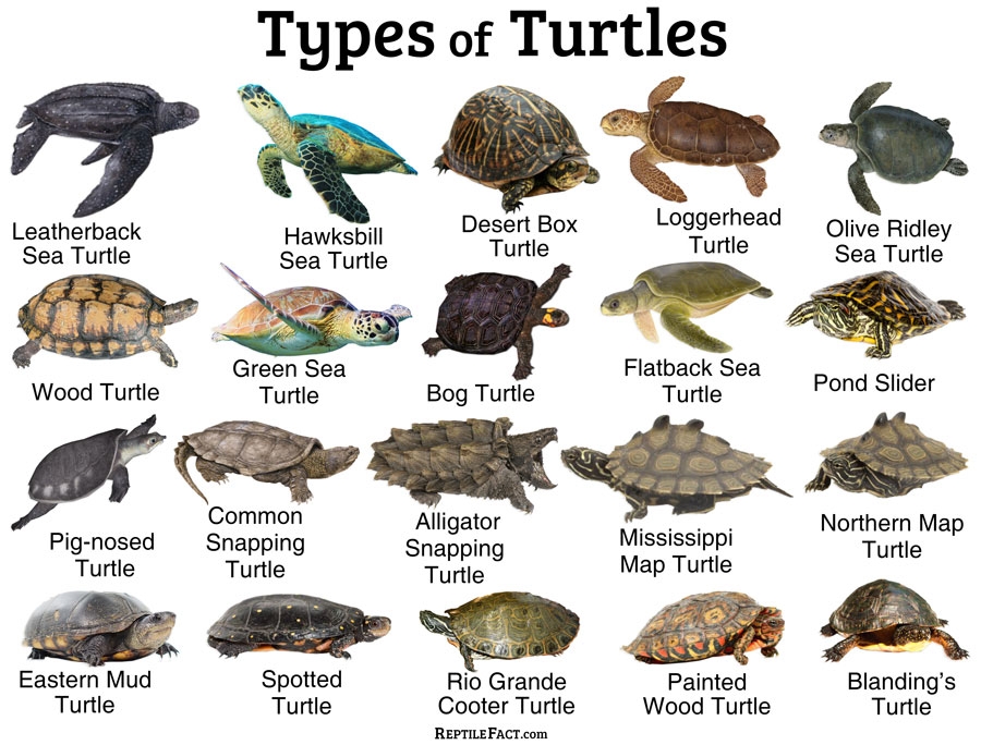 Turtles Facts And List Of Different Types With Pictures Turtles Facts And List Of Different Types With Pictures