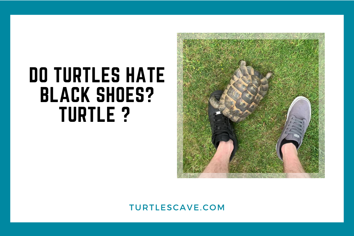 Uncovering The Reasons For Turtles Attacking Black Shoes And Hating Uncovering The Reasons For Turtles Attacking Black Shoes And Hating