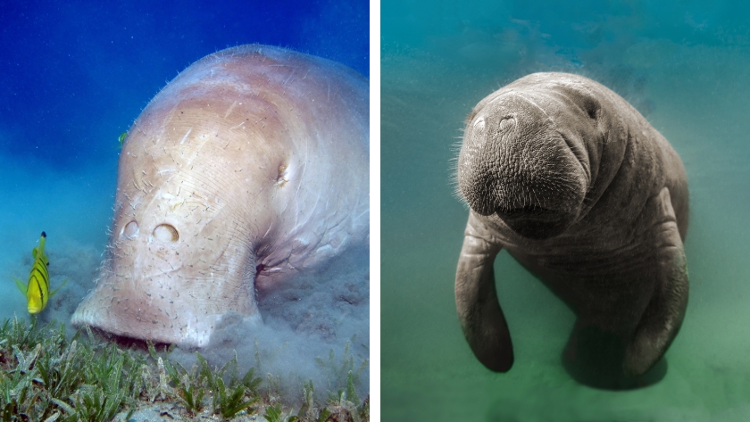 Underwater Animals That Look Alike