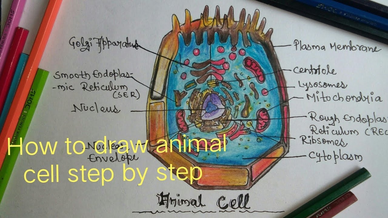 Update 73 Animal Cell Drawing With Color Latest Xkldase edu vn Update 73 Animal Cell Drawing With Color Latest Xkldase edu vn