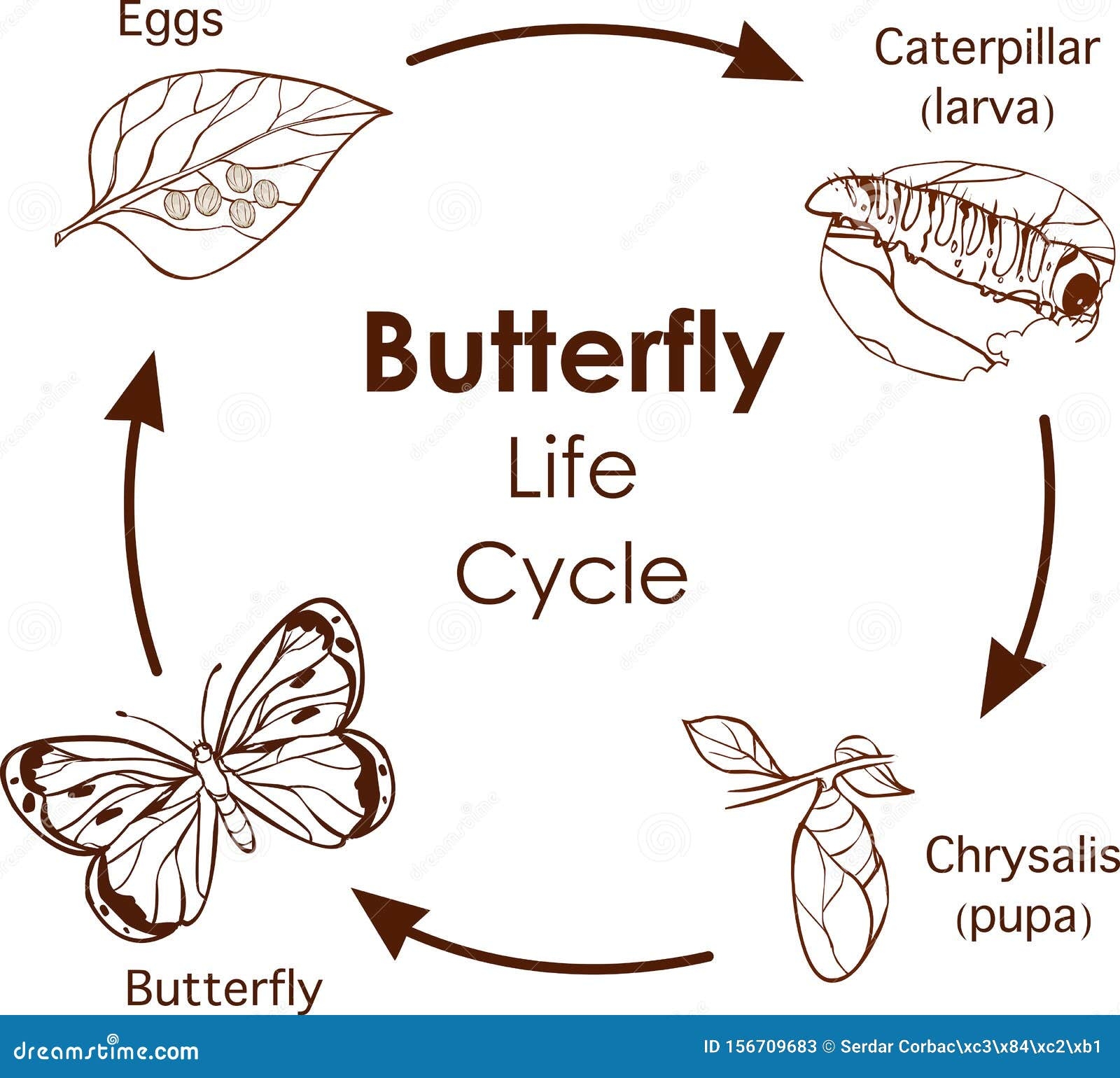 Vector Illustration Of Life Cycle Of Butterfly Diagram Stock Vector Vector Illustration Of Life Cycle Of Butterfly Diagram Stock Vector