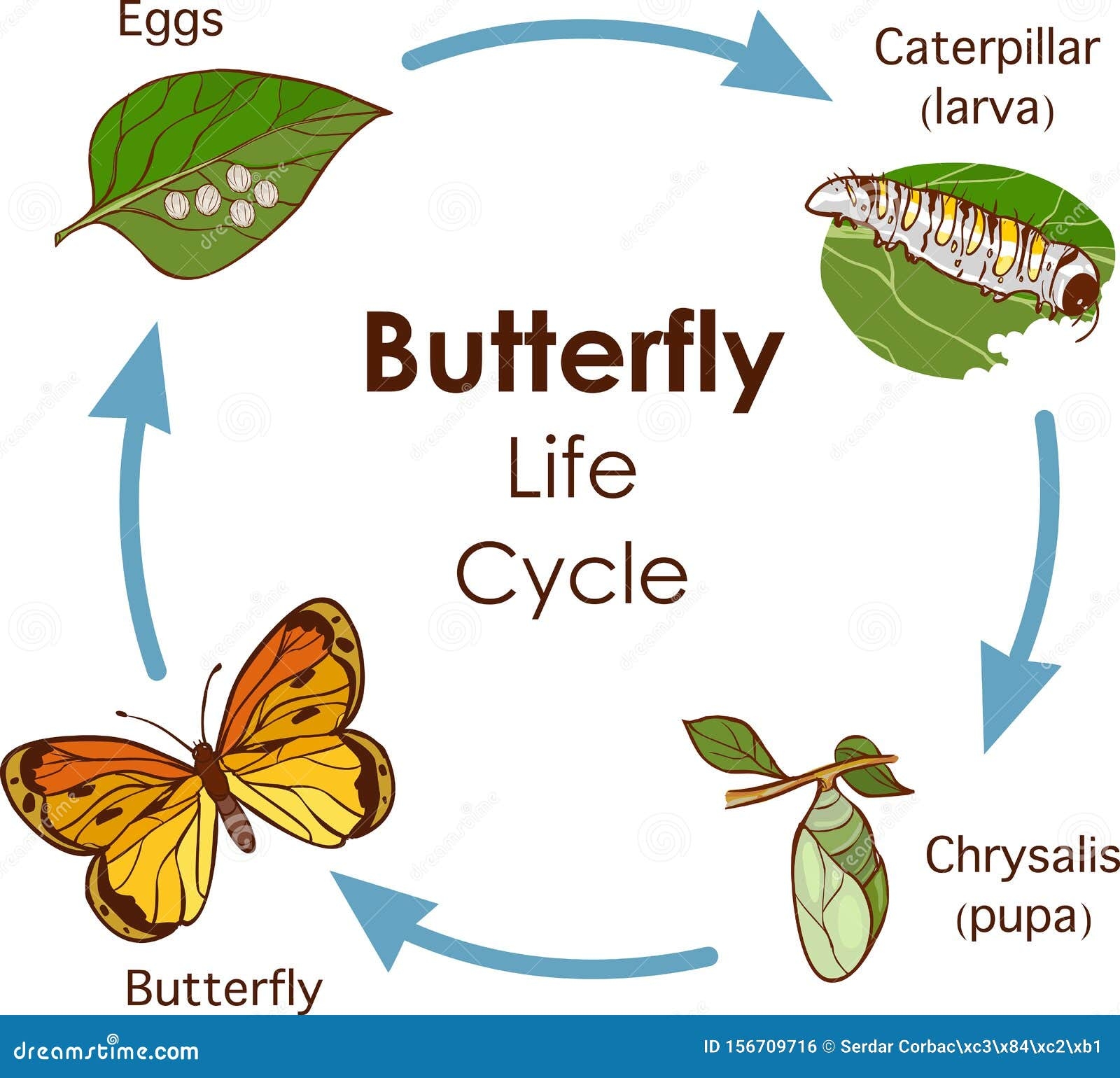Vector Illustration Of Life Cycle Of Butterfly Diagram Stock Vector Vector Illustration Of Life Cycle Of Butterfly Diagram Stock Vector