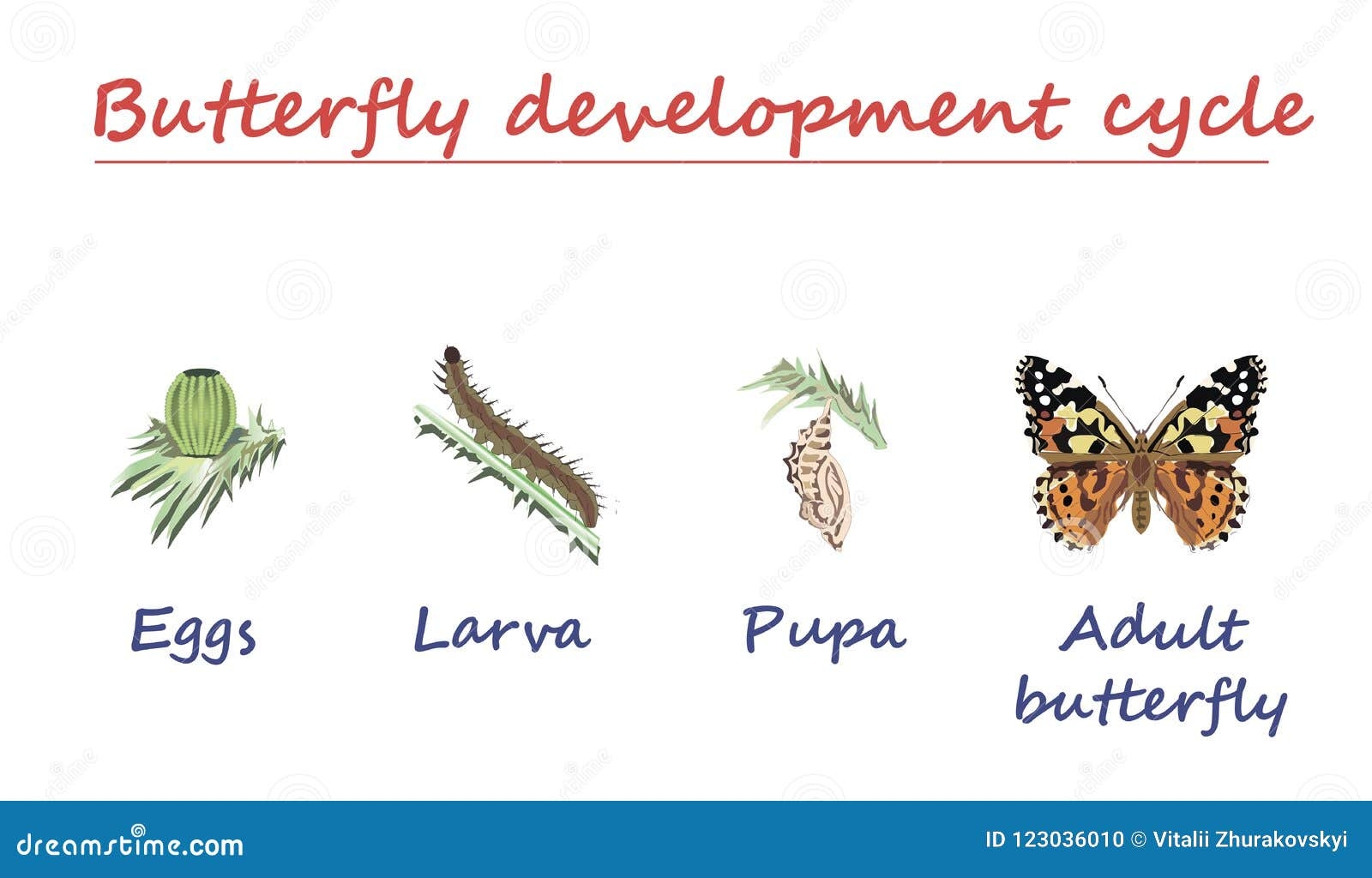 Vector Life Cycle Of A Butterfly For Kids CartoonDealer 44564330 Vector Life Cycle Of A Butterfly For Kids CartoonDealer 44564330