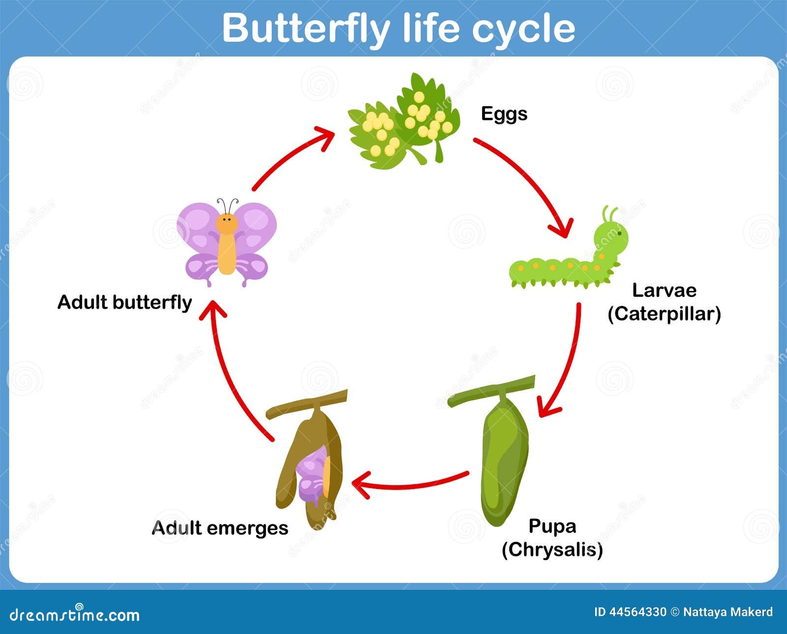 Vector Life Cycle Of A Butterfly For Kids Stock Vector Image 44564330 Vector Life Cycle Of A Butterfly For Kids Stock Vector Image 44564330