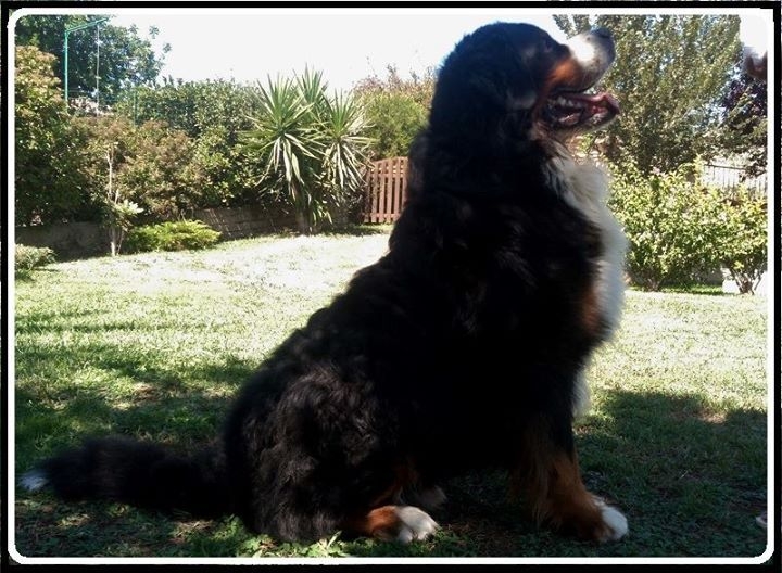 Veio Park Breeding Timeline Park Animals Kennel Veio Park Breeding Timeline Park Animals Kennel