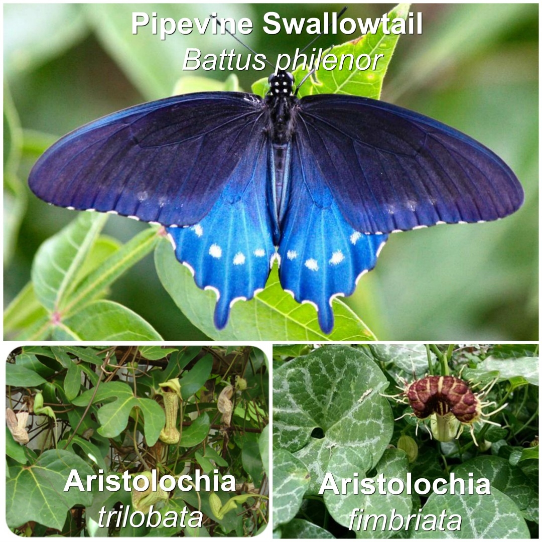 Want Butterflies Plant Host Plants Butterfly Lady Want Butterflies Plant Host Plants Butterfly Lady