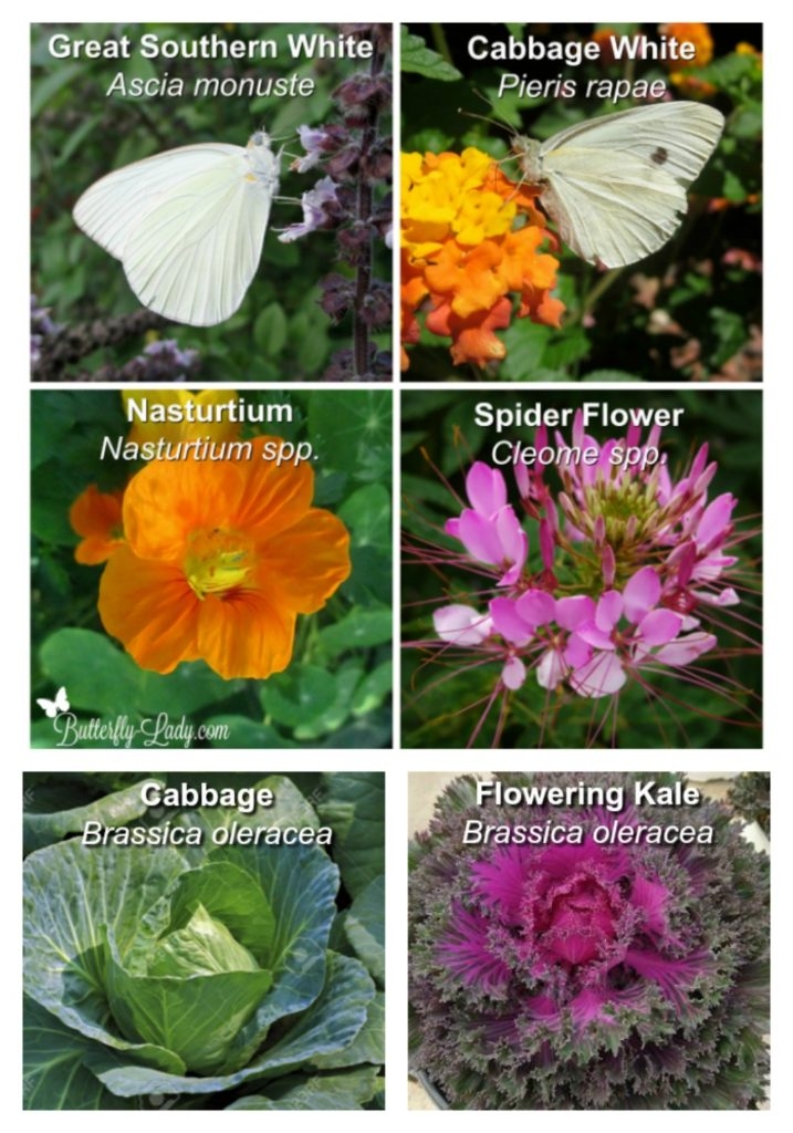 Want Butterflies Plant Host Plants Butterfly Lady Want Butterflies Plant Host Plants Butterfly Lady