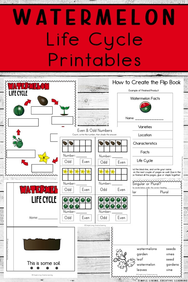 Watermelon Life Cycle Watermelon Life Cycle