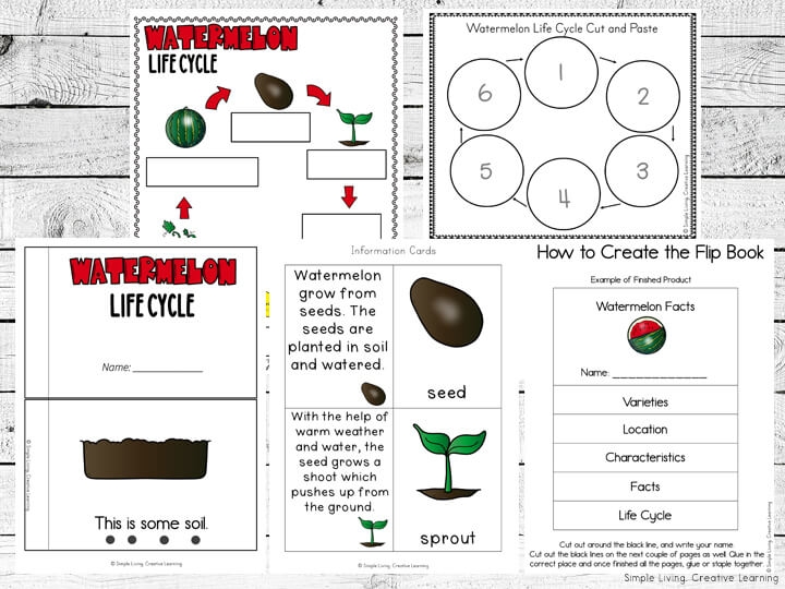 Watermelon Life Cycle Printables Simple Living Creative Learning Watermelon Life Cycle Printables Simple Living Creative Learning