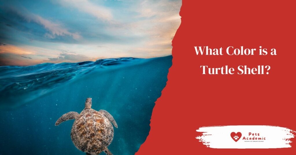 What Color Is A Turtle Shell Things You Need To Know About The Actual What Color Is A Turtle Shell Things You Need To Know About The Actual