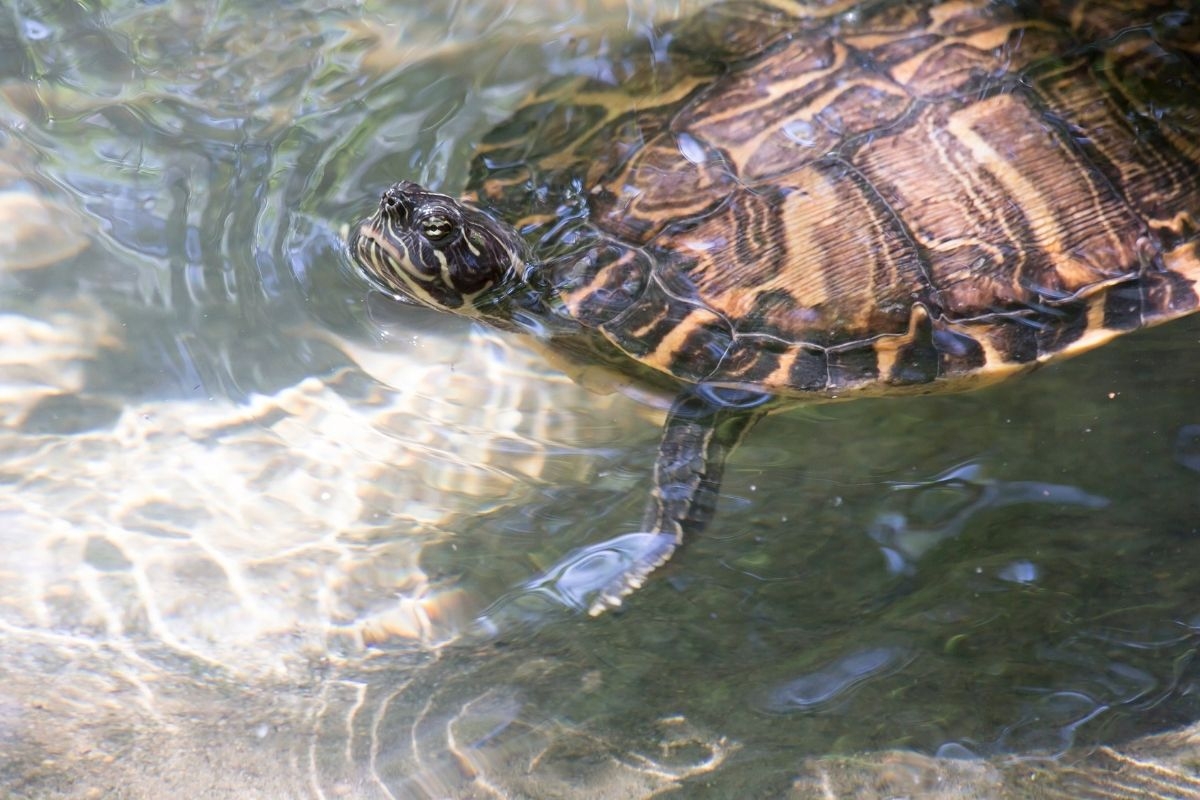 What Colors Do Turtles Come In What Colors Do Turtles Come In