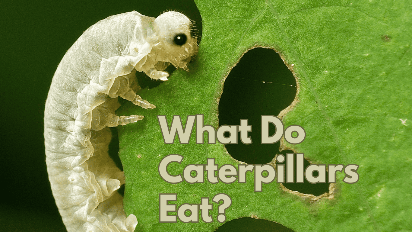 What Do Caterpillars Eat A Comprehensive Guide To Their Diet What Do Caterpillars Eat A Comprehensive Guide To Their Diet