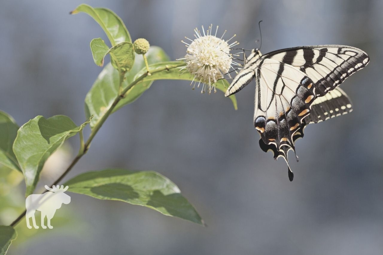 What Do Tiger Swallowtails Eat Forest Wildlife What Do Tiger Swallowtails Eat Forest Wildlife