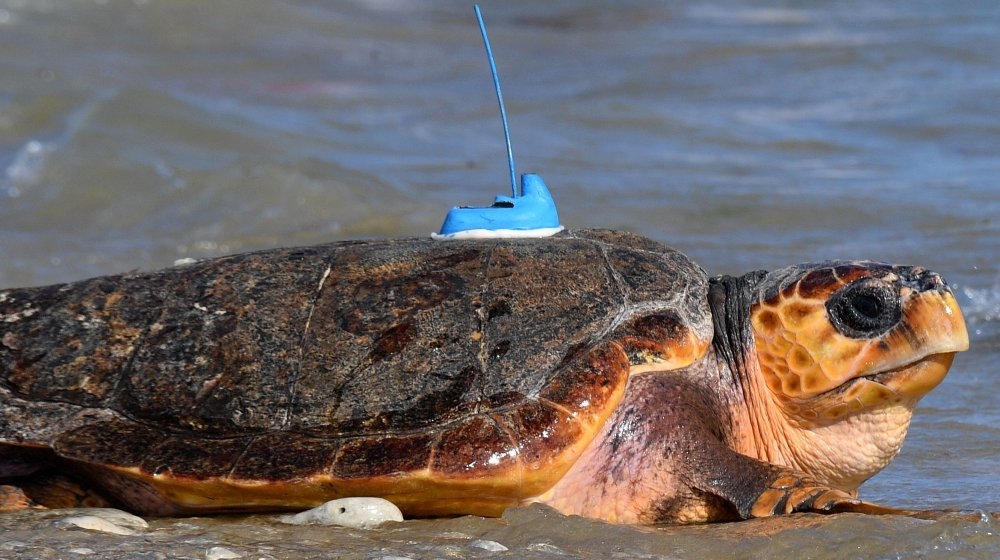 What Does A Turtle Look Like Without Its Shell What Does A Turtle Look Like Without Its Shell