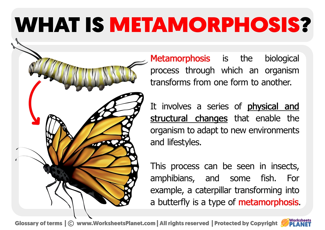 What Is Metamorphosis Definition Of Metamorphosis Worksheets Library What Is Metamorphosis Definition Of Metamorphosis Worksheets Library