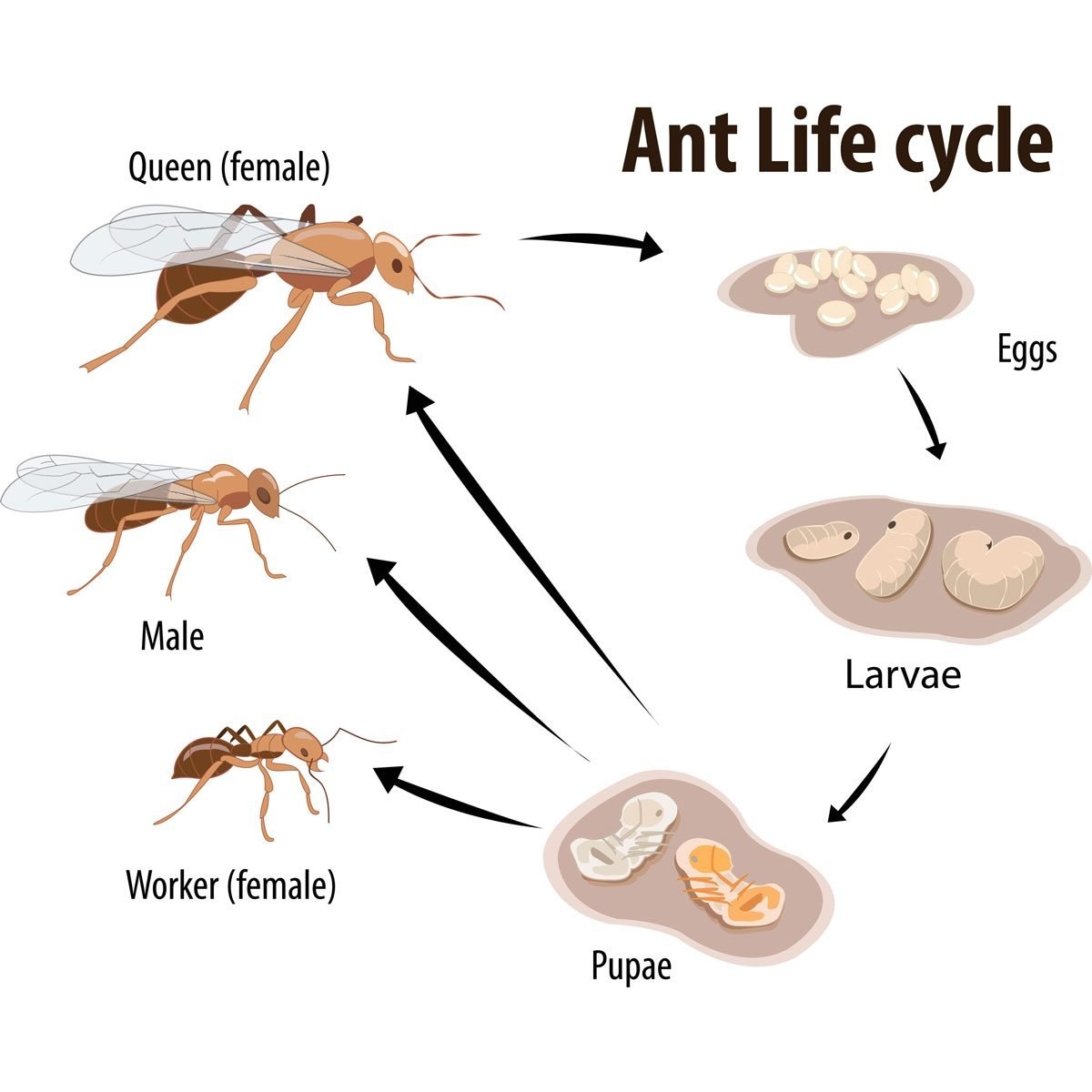 What To Know About An Ant 39 s Life Cycle The Family Handyman What To Know About An Ant 39 s Life Cycle The Family Handyman