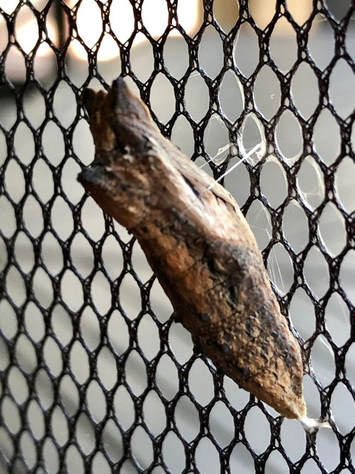 When Do Black Swallowtails Emerge When Do Black Swallowtails Emerge